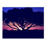 Gum tree, Outback, Australia Post Cards