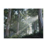 Gum trees (Eucalyptus) in rain forest Tokai Post Cards