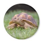 Gummer Looking Left Magnet