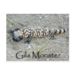 "Gunny" the Gila Monster In Congress, Arizona 6/26 postcards
