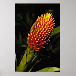 Guzmania conifera  flowers posters