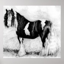 Gypsy Cob Horse Portrait