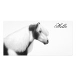 Gypsy Vanner Cob Horse Photo Card