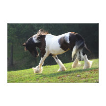 Gypsy Vanner Stretched Canvas Prints