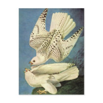 Gyrfalcon, John James Audubon Postcards