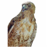 Gyrfalcon - Ornament photo sculptures