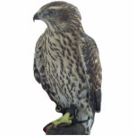Gyrfalcon - Ornament photo sculptures