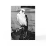 Gyrfalcon resting on handler's gauntlet notecard