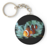 H2Oasis Clownfish