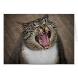 Ha Ha Ha Laughing Cat Card
