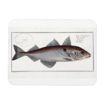 Haddock (Gadus Aeglefinus) plate LXII from 'Ichthy Vinyl Magnets