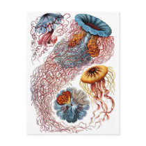 Haeckel Jellyfish Postcards