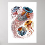 Haeckel Jellyfish Print