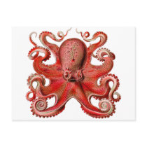 Haeckel Octopus Red Postcards
