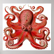 Haeckel Octopus Red Print