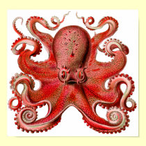 Haeckel Octopus Red posters