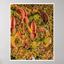 Haeckel Remix Poster