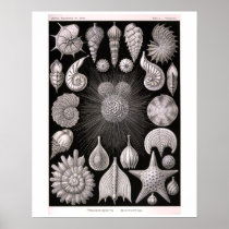 Haeckel's Thalomophora Print