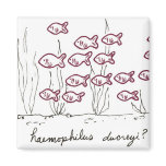 Haemophilus Ducreyi magnet