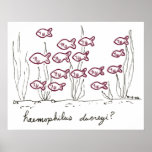 Haemophilus Ducreyi print