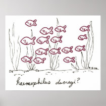 Haemophilus Ducreyi print