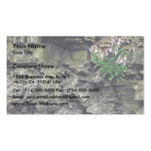 Hairy Beardtongue Business Card Templates