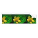 Hairy Buttercup bumper stickers