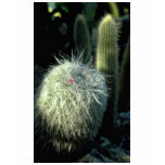 Hairy Cactus With Small Red Flower flowers t-shirts