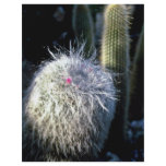 Hairy Cactus With Small Red Flower flyers