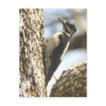 Hairy Woodpecker Postcard