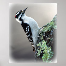 Hairy Woodpecker Posters