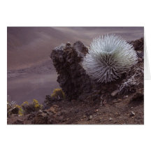 Haleakala Silversword Cards