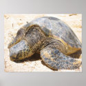 Haleiwa Honu posters