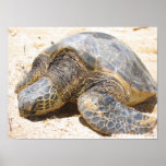 Haleiwa Honu posters