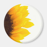 Half a Sunflower Refrigerator Magnets