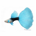 Half Black Blue Fantail Guppy photo sculptures