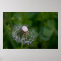 Half-gone dandelion posters
