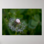 Half-gone dandelion posters