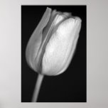 Halftone Tulip posters