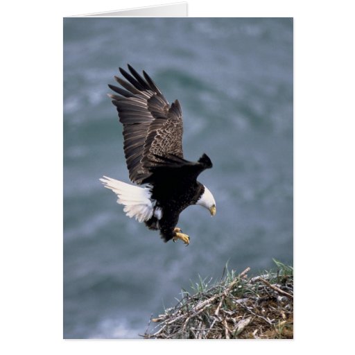 Haliaeetus leucocephalus card