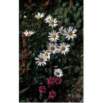 Hall Island wildflowers, Arctic daisy , Lousewort Photo Sculptures