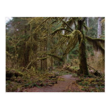 Hall of Mosses Post Card