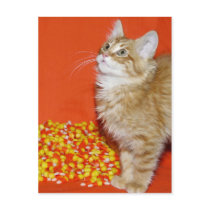 Halloween cat post cards