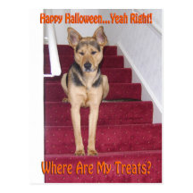 Halloween Dog and No Treats Postcard