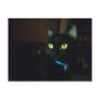Halloween Eyes Postcard