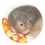 Halloween hamster sticker