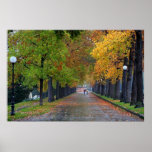 Hallway of trees poster