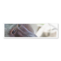 Hamadryas baboon bumper stickers