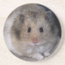 Hammie Coaster