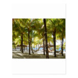 Hammock and Palm Trees Postcard